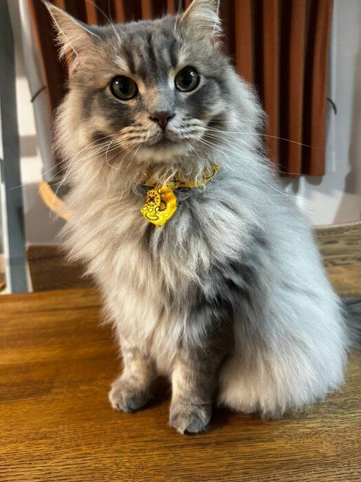 飼い主を見るサイベリアン