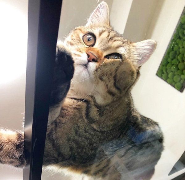 寝そべる猫