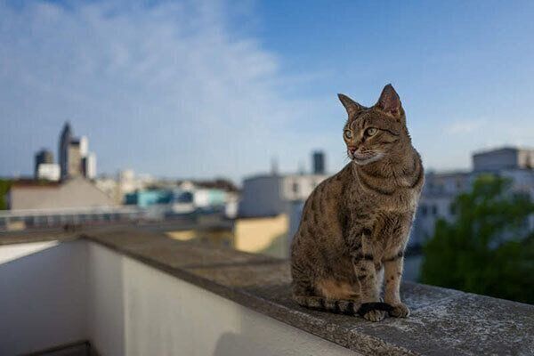 外で暮らす猫