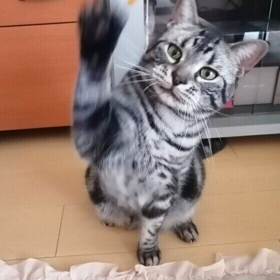 タッチするアメリカンショートヘア