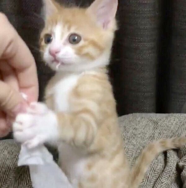 テイッシュでイタズラをしたいなりくん