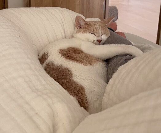 飼い主さんの足に抱きつくミソくん