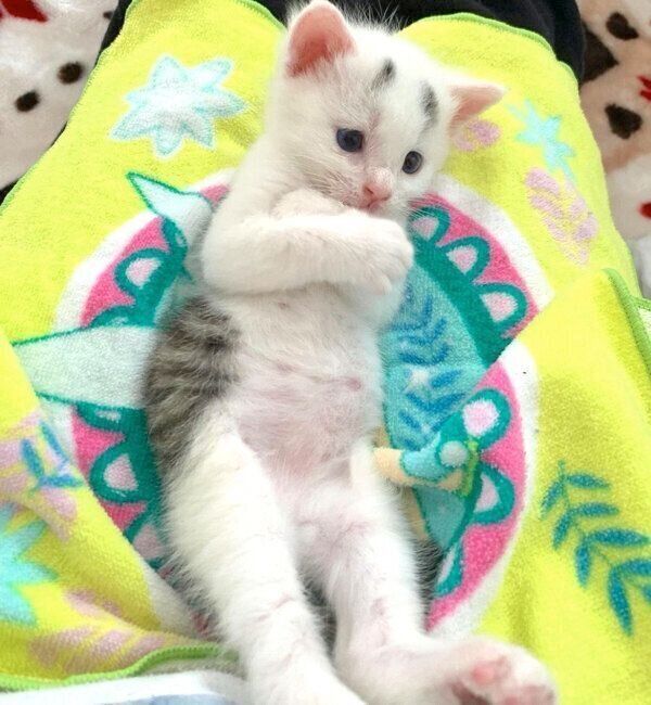 おなかを出す子猫時代のまろちゃん