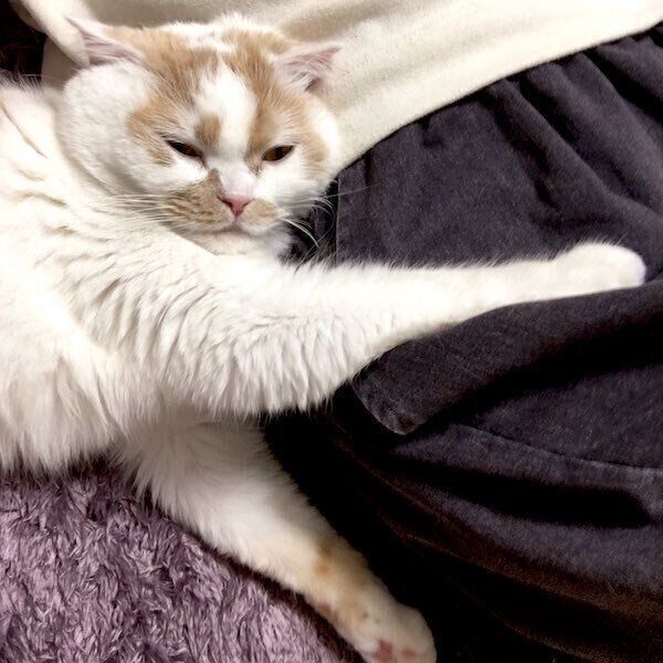 飼い主さんを肘掛けとして使用し始めるホイちゃん
