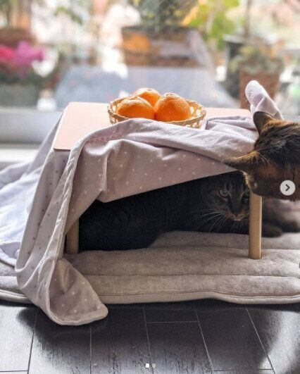猫用こたつに入る猫のういろうくんと見つめるぼぶくん