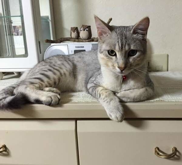 オシキャット