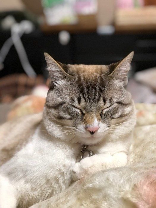 毛布と一体化する猫