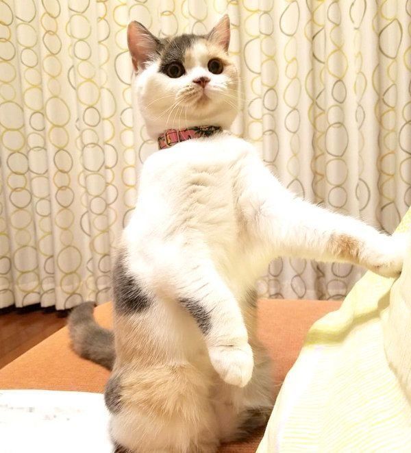 立つブリティッシュショートヘア