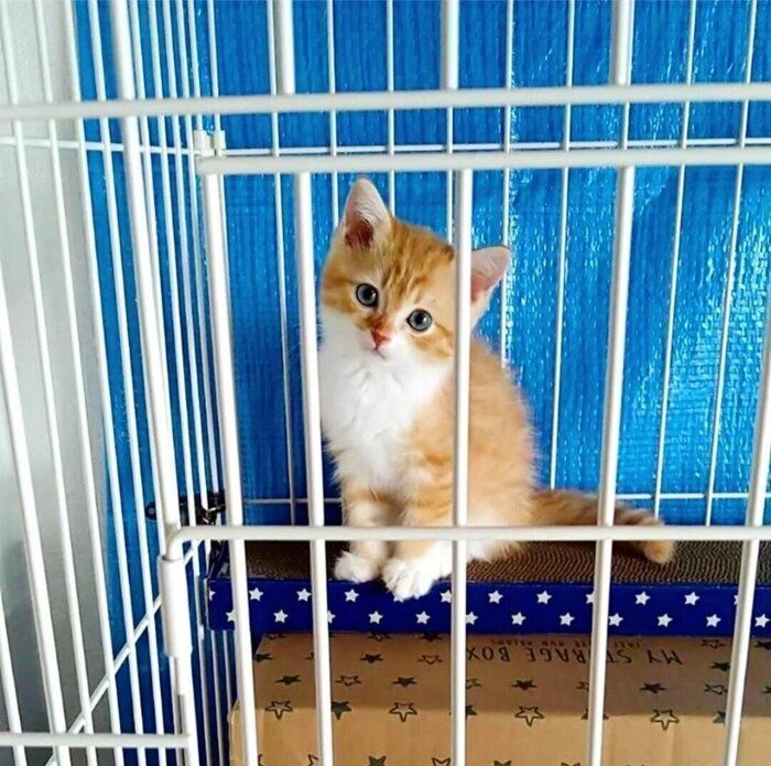 ケージの中に座るミヌエットの子猫