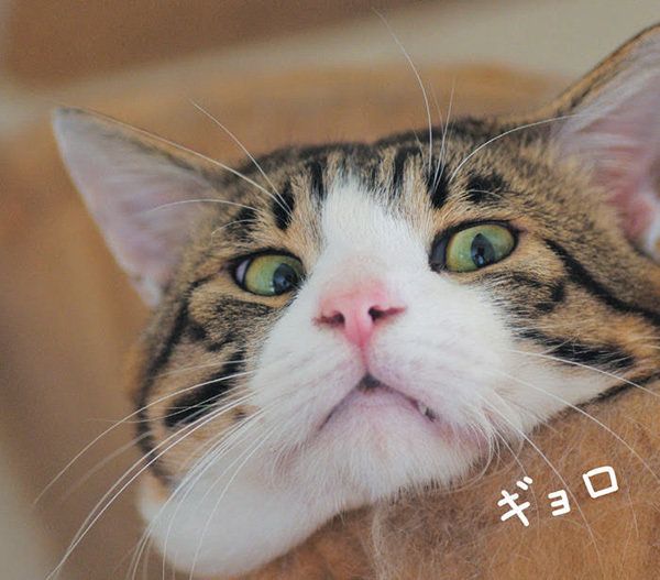 視線を向ける猫(画像/「ねこのきもち」2018年9月号)
