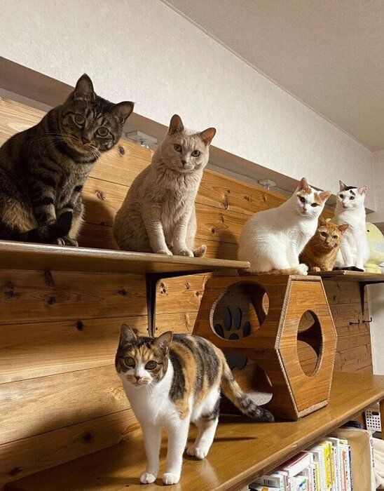 6匹の猫