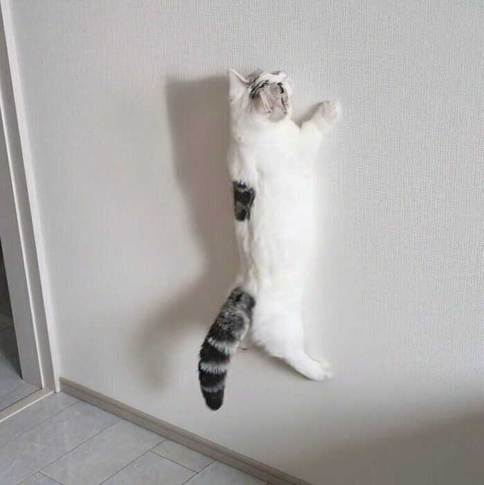 壁に張りついたように見えるシロップくん