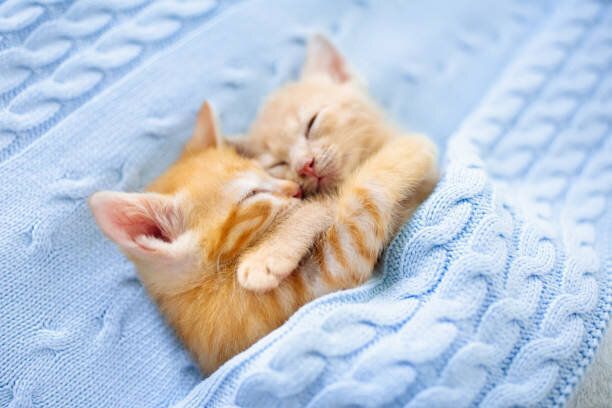2匹の子猫