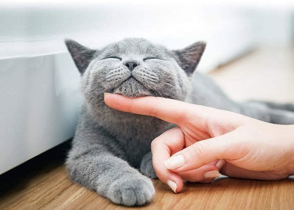 撫でられる猫