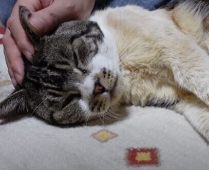 MIX キジトラに関する記事一覧｜ねこのきもちWEB MAGAZINE