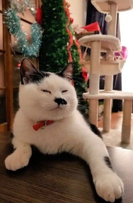 保護から少し時間が経った頃の猫