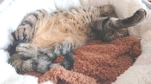 寝転がるちーちゃん