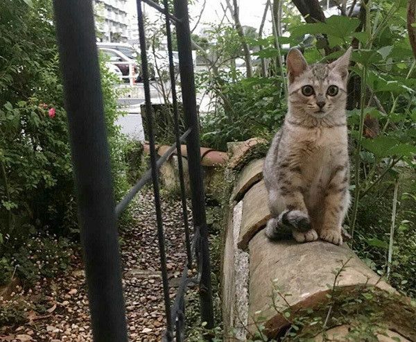 見つめる子猫