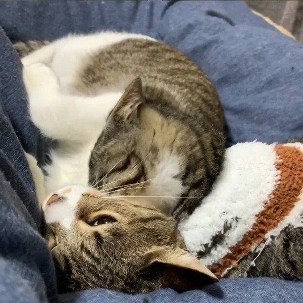 襲われる猫