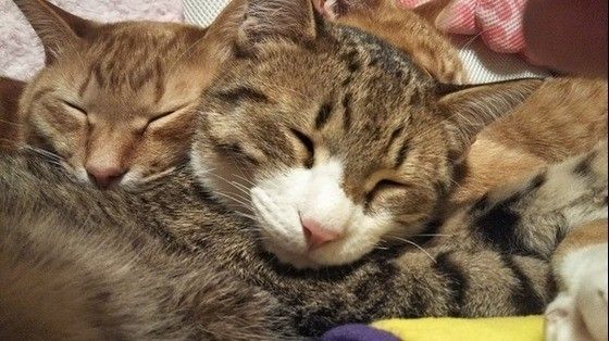 眠る猫