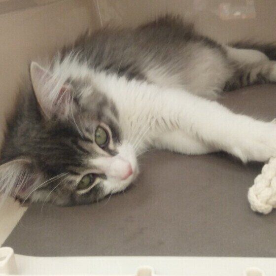 ノルウェージャンフォレストキャット