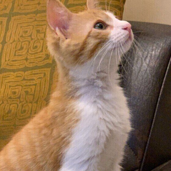 見上げる猫