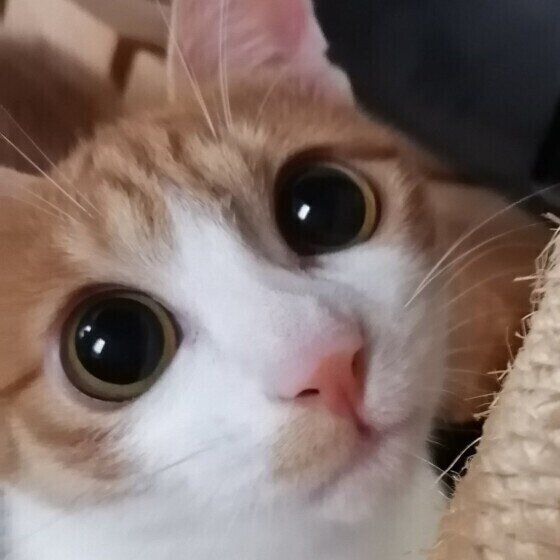 見つめる猫