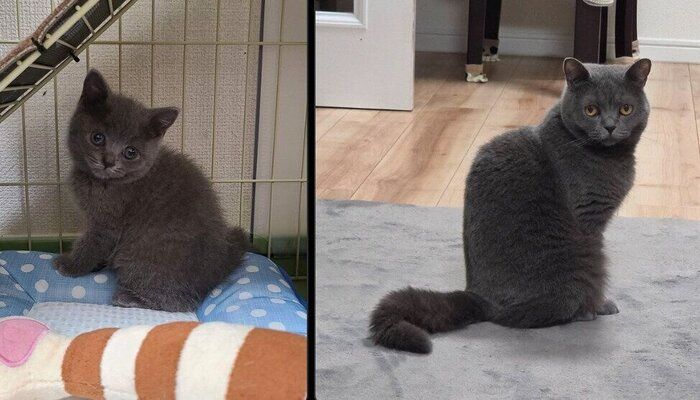 杏愛ちゃんの成長ビフォーアフター写真