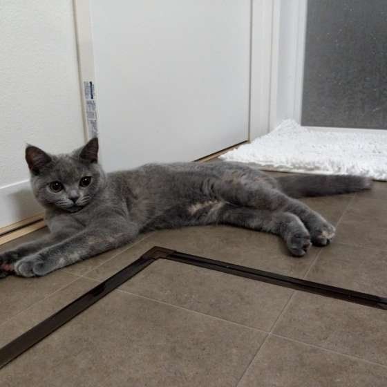 飼い主さんのお風呂上がりを待つブリティッシュショートヘア