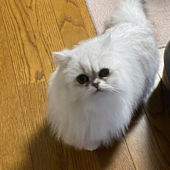 ペルシャのあいちゃん
