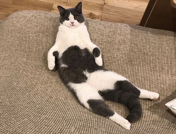 見つめる猫