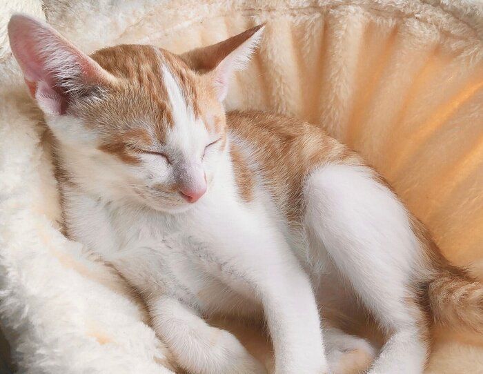 子猫時代のごえもんくん