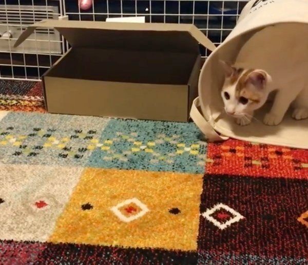 ボールを追いかける猫