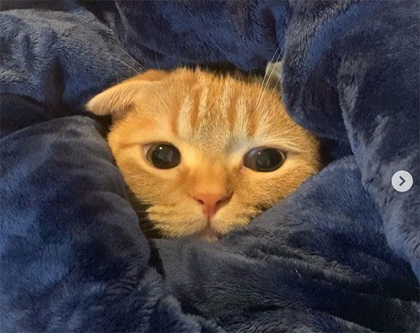 くつろぐうにちゃん