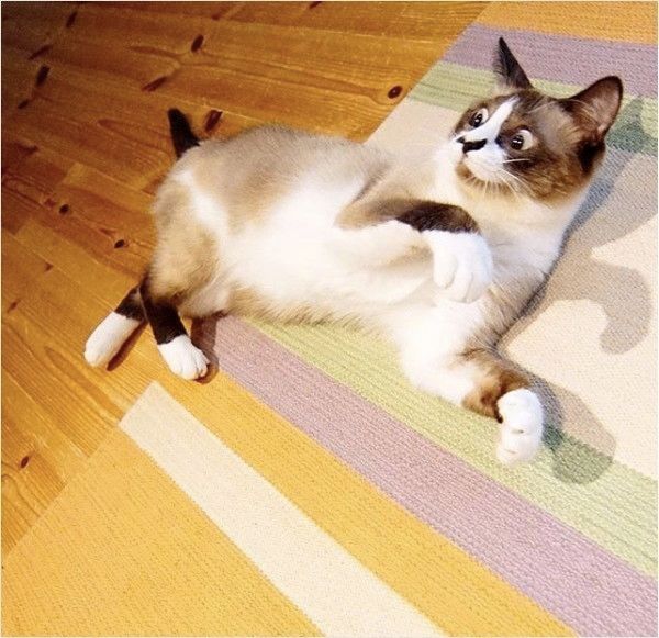 あんこちゃん