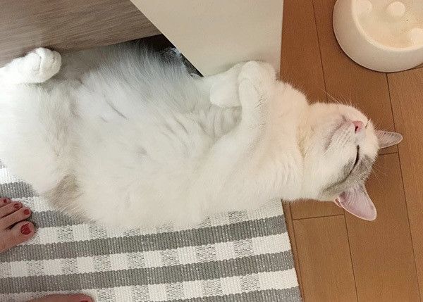 あおいちゃん