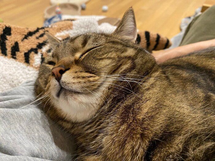 スヤスヤ眠るほっけくん