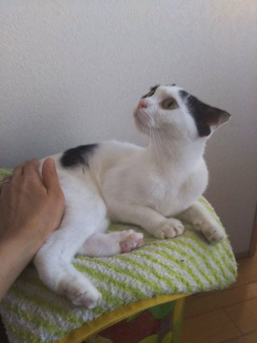 ごまちゃん(メス・2才/スコティッシュフォールド)画像/「ねこのきもち」読者提供
