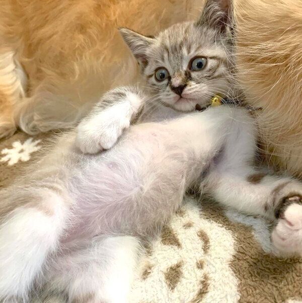 貫禄のあるくつろぎ方をするネルちゃん