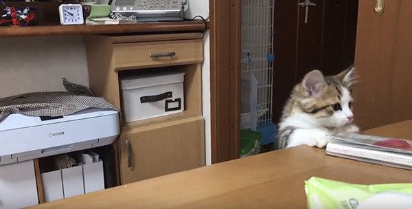 顔を出す子猫