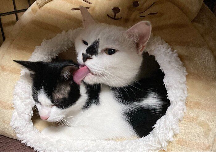 ペットベッドにいる2匹の猫