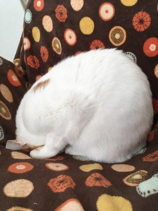 低頭にごめん寝をする、MIX茶×白のミク