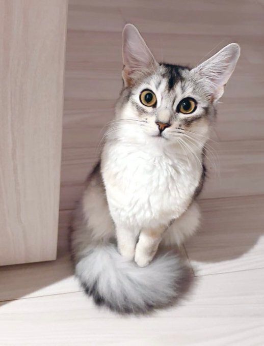 座って飼い主を見るソマリ