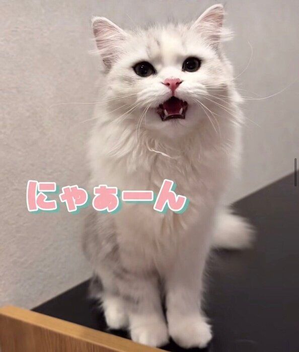 「相変わらずの高音ボイス」と、飼い主さん。