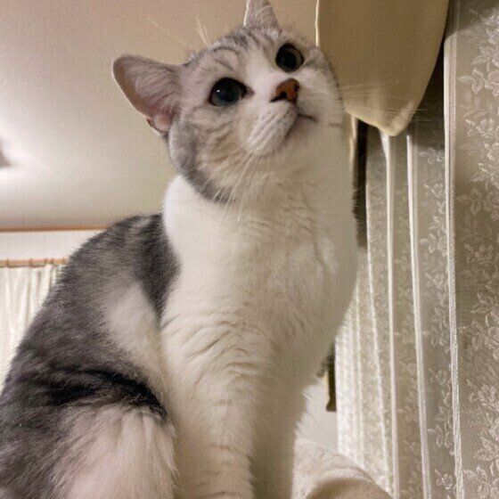 お座りする猫