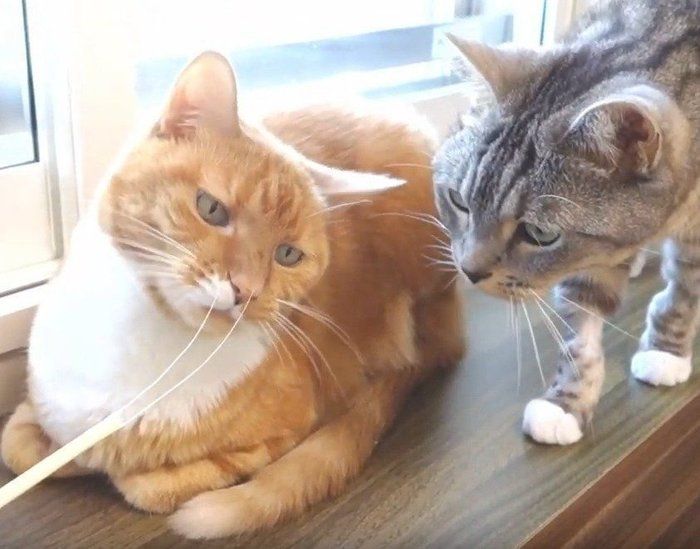 ヒゲを見る猫