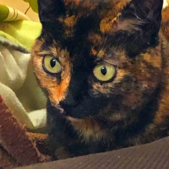 顔の左右で色が分かれたサビ柄の猫