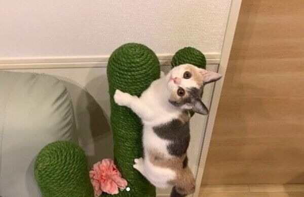 見つめるアラレちゃん
