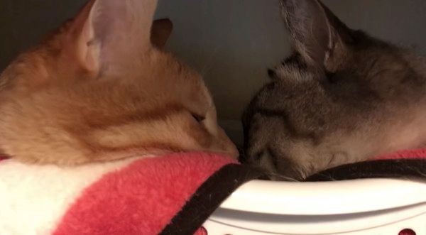 眠気と闘う猫