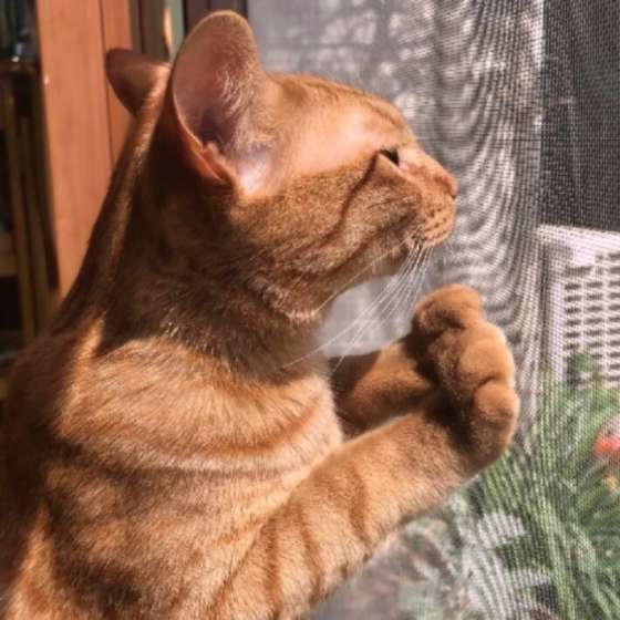 外を見る猫